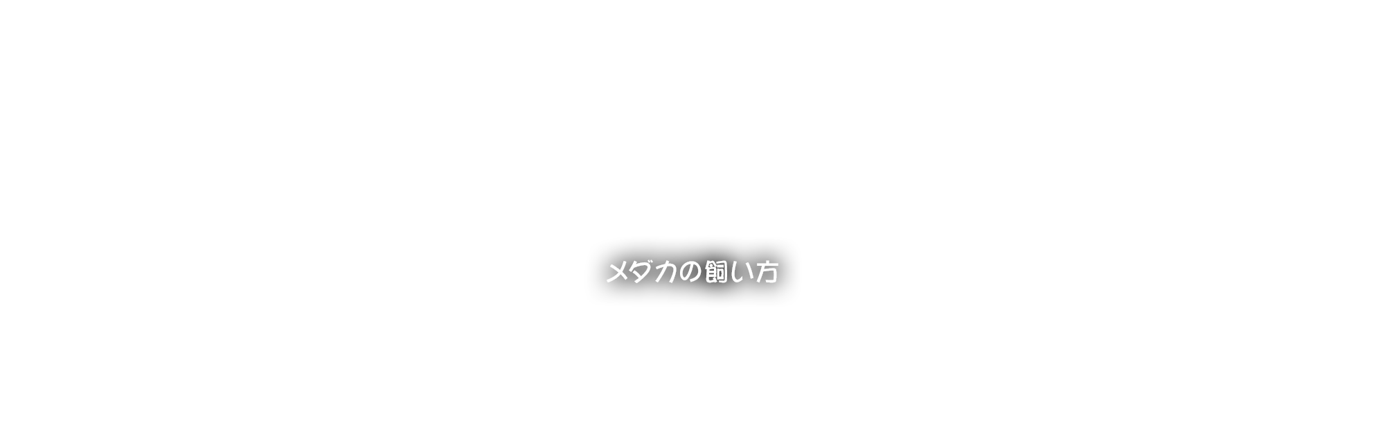 メダカの飼い方